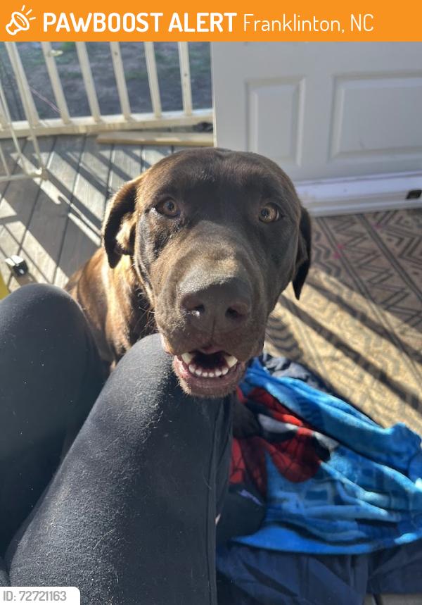 Found/Stray Male Dog last seen Near HWY 56 and Gordon Moore Rd, Franklinton, NC 27525