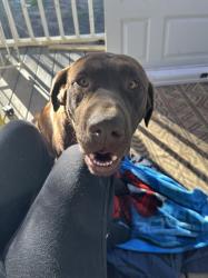 Found/Stray Male Dog last seen Near HWY 56 and Gordon Moore Rd, Franklinton, NC 27525
