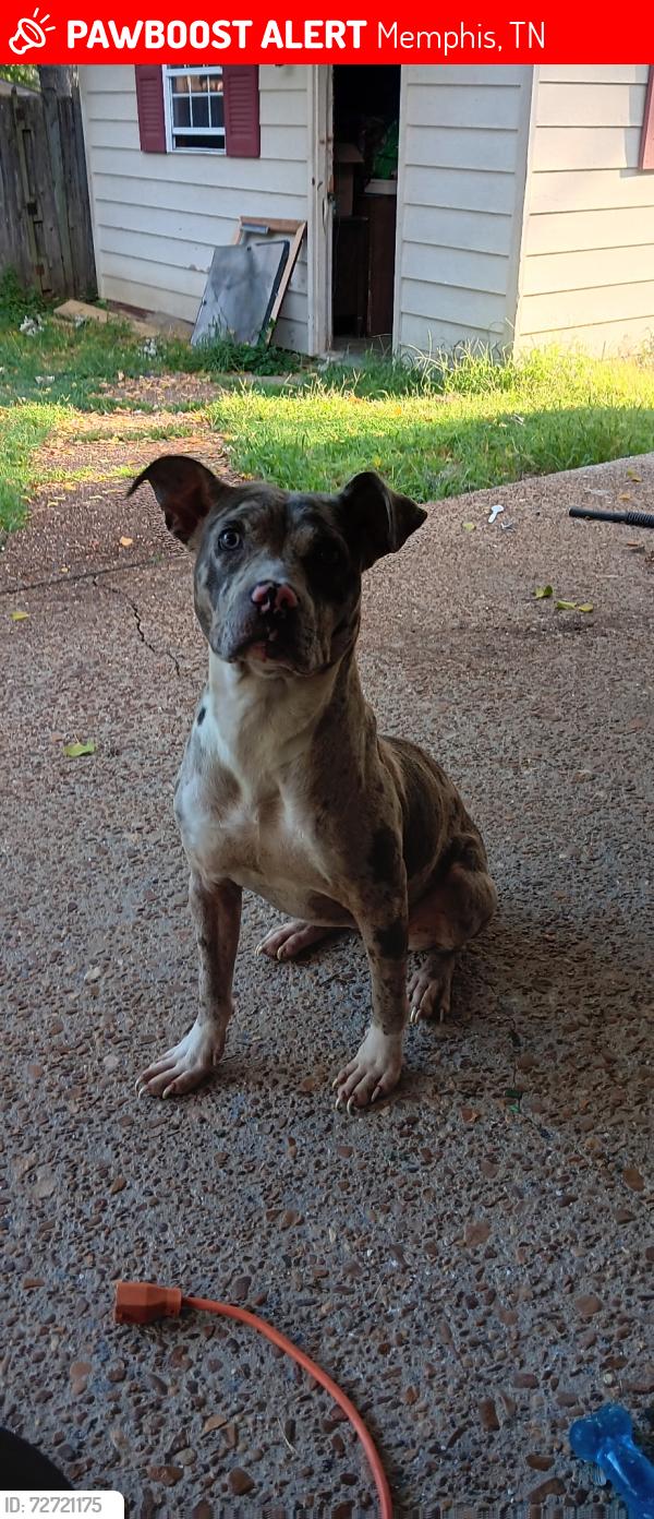 Lost Female Dog last seen Dexter, Memphis, TN 38016