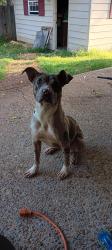 Lost Female Dog last seen Dexter, Memphis, TN 38016