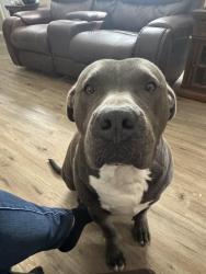 Lost Male Dog last seen 52nd street and rock school rd, Sperry, OK 74073