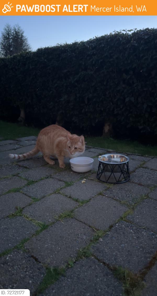 Found/Stray Male Cat last seen North Mercer Island, near island crest way, Mercer Island, WA 98040