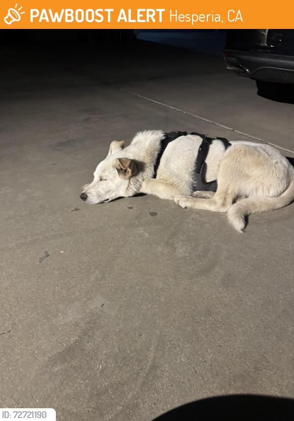 Found/Stray Male Dog last seen Juniper St and topaz Ave, Hesperia, CA 92345