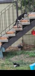 Found/Stray Unknown Cat last seen Wilson Ave and Chevy Chase, Glendale, CA 91206