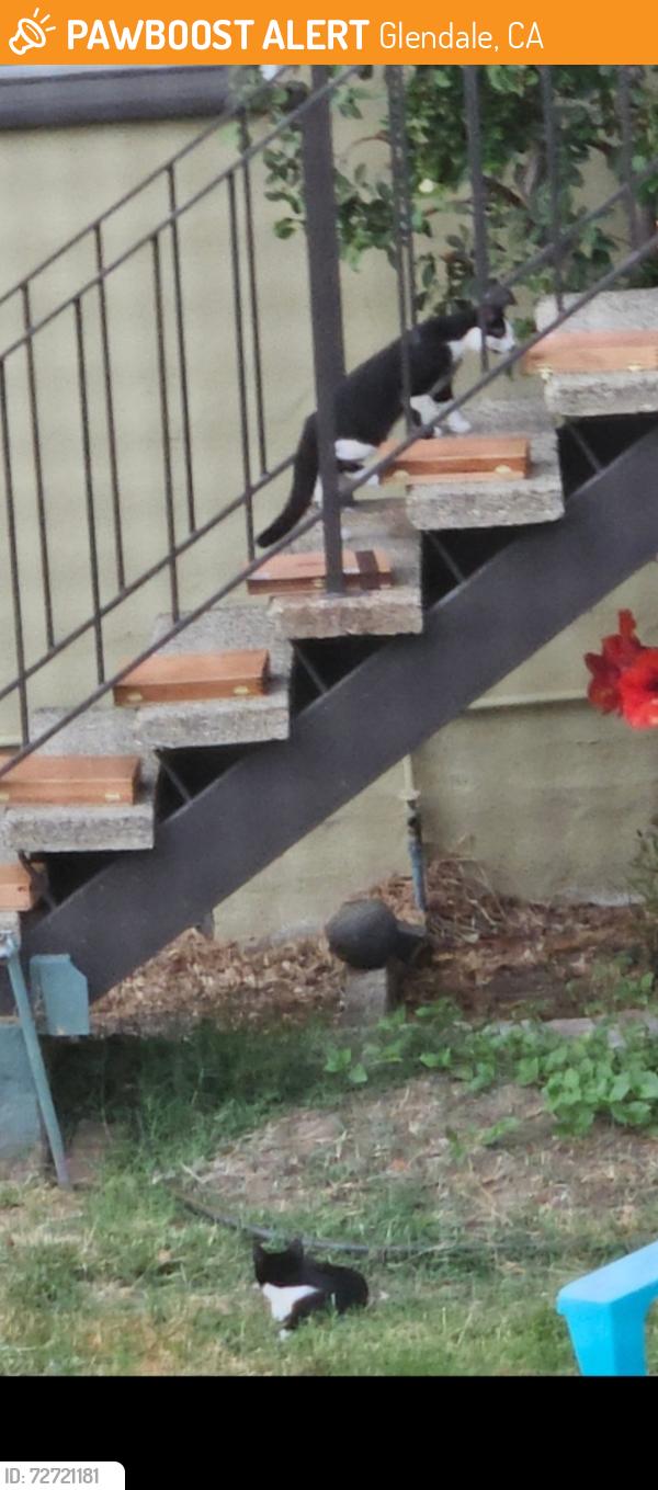 Found/Stray Unknown Cat last seen Wilson Ave and Chevy Chase, Glendale, CA 91206