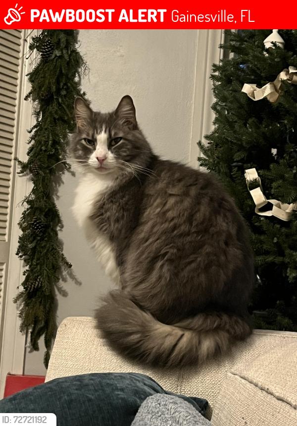 Lost Male Cat last seen NW 17th street and NW 6th avenue, Gainesville Fl, Gainesville, FL 32603