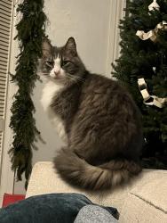 Lost Male Cat last seen NW 17th street and NW 6th avenue, Gainesville Fl, Gainesville, FL 32603