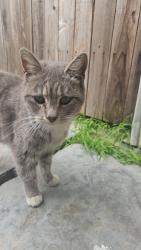 Lost Female Cat last seen Serena vista apmts, Fountain Valley, CA 92708