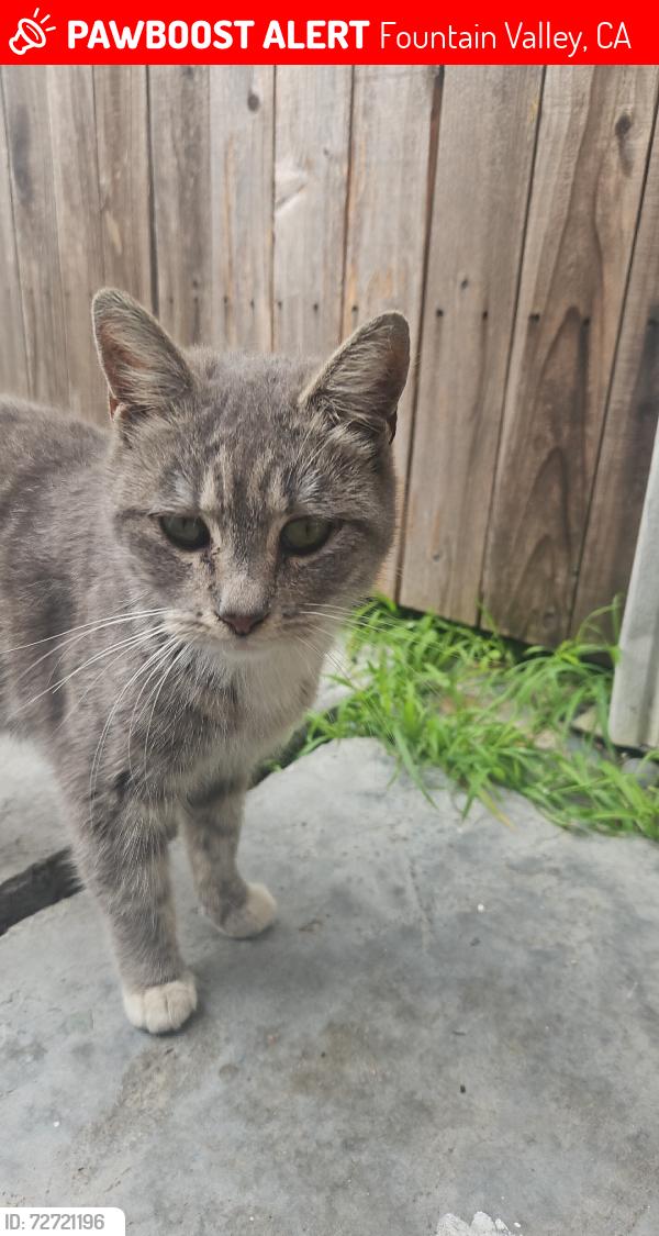 Lost Female Cat last seen Serena vista apmts, Fountain Valley, CA 92708