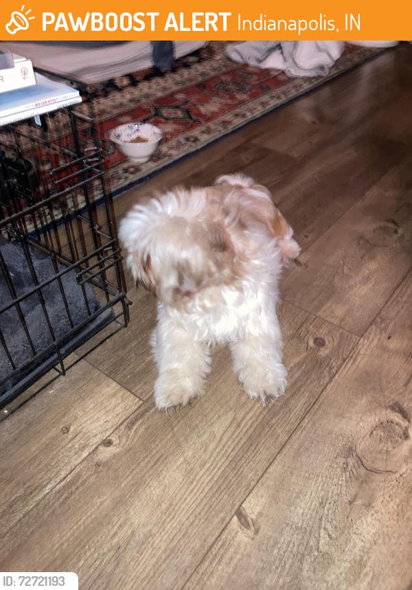 Found/Stray Male Dog last seen 40th and pennsylvania, Indianapolis, IN 46205