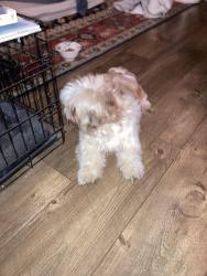 Found/Stray Male Dog last seen 40th and pennsylvania, Indianapolis, IN 46205