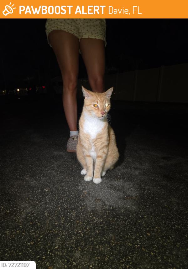 Found/Stray Unknown Cat last seen Davie , Davie, FL 33325