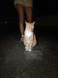 Found/Stray Unknown Cat last seen Davie , Davie, FL 33325