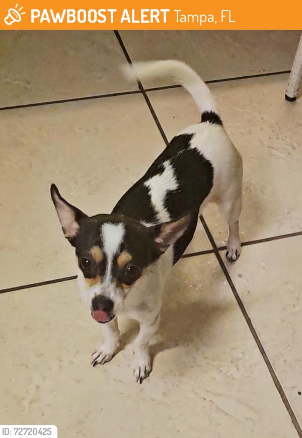 Found/Stray Female Dog last seen Near the Teresas Food Mart, Tampa, FL 33612