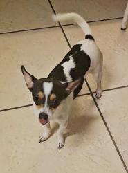 Found/Stray Female Dog last seen Near the Teresas Food Mart, Tampa, FL 33612