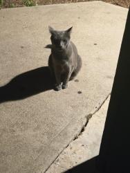 Found/Stray Unknown Cat last seen S. Irving st and Kntucky Ave, Denver, CO 80219