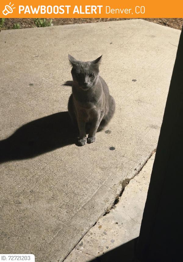 Found/Stray Unknown Cat last seen S. Irving st and Kntucky Ave, Denver, CO 80219