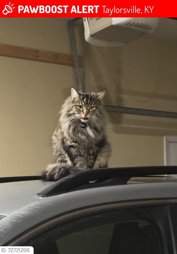 Lost Male Cat last seen Near crimson creek dr, Taylorsville, KY 40071
