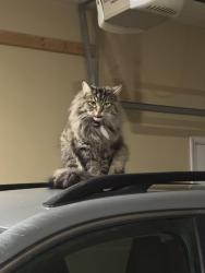 Lost Male Cat last seen Near crimson creek dr, Taylorsville, KY 40071