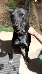 Found/Stray Male Dog last seen Found on Alta Monte off Candelaria , Albuquerque, NM 87107