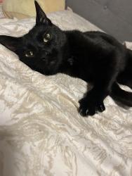 Lost Male Cat last seen UC Victory pkwy campus , Cincinnati, OH 45206