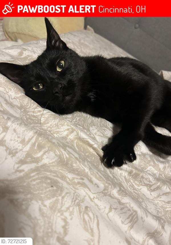 Lost Male Cat last seen UC Victory pkwy campus , Cincinnati, OH 45206