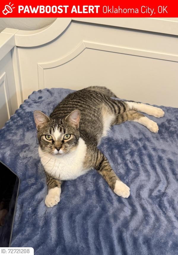 Lost Male Cat last seen 122nd and Air depot , Oklahoma City, OK 73013