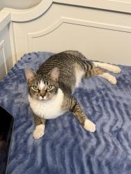 Lost Male Cat last seen 122nd and Air depot , Oklahoma City, OK 73013