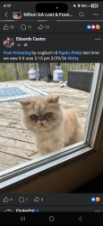 Lost Female Cat last seen Cogburn rd and Windham Farm subdivision , Alpharetta, GA 30004
