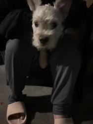 Found/Stray Unknown Dog last seen San Luis and orange, Paramount, CA 90723