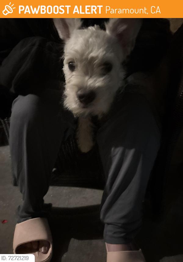 Found/Stray Unknown Dog last seen San Luis and orange, Paramount, CA 90723
