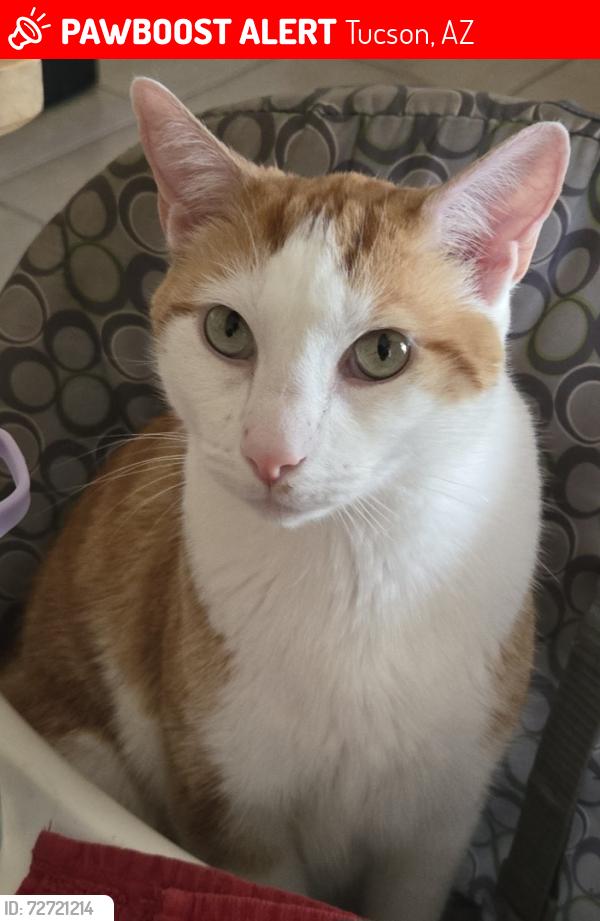 Lost Male Cat last seen by Mc Donald Park, Tucson, AZ 85749