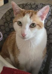 Lost Male Cat last seen by Mc Donald Park, Tucson, AZ 85749