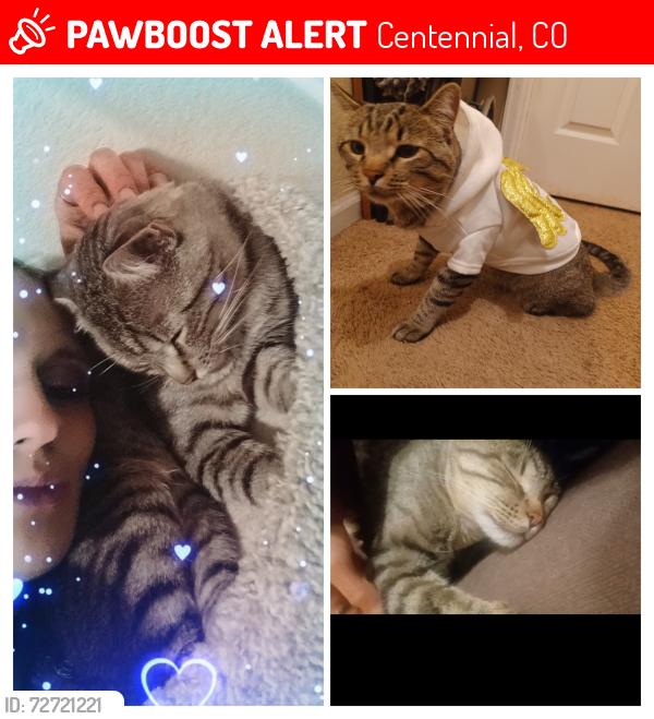 Lost Male Cat last seen Smokeyhill amd riviera , Centennial, CO 80015