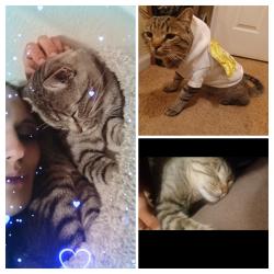 Lost Male Cat last seen Smokeyhill amd riviera , Centennial, CO 80015
