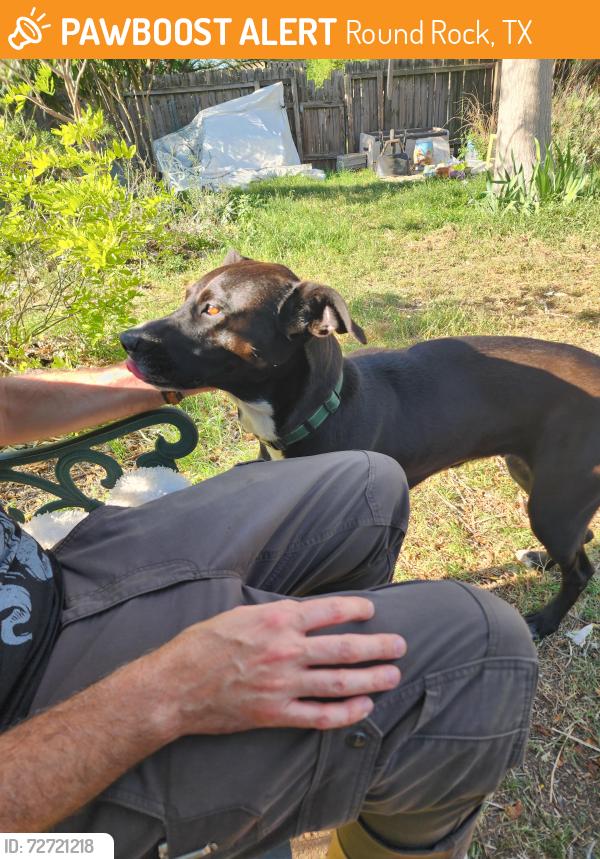 Found/Stray Female Dog last seen Rowe lane , Round Rock, TX 78664