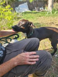Found/Stray Female Dog last seen Rowe lane , Round Rock, TX 78664