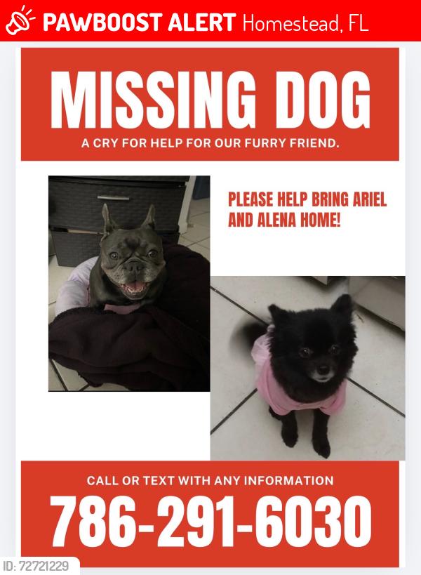 Lost Female Dog last seen Sw 288st, Homestead, FL 33032