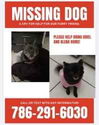 Lost Female Dog last seen Sw 288st, Homestead, FL 33032