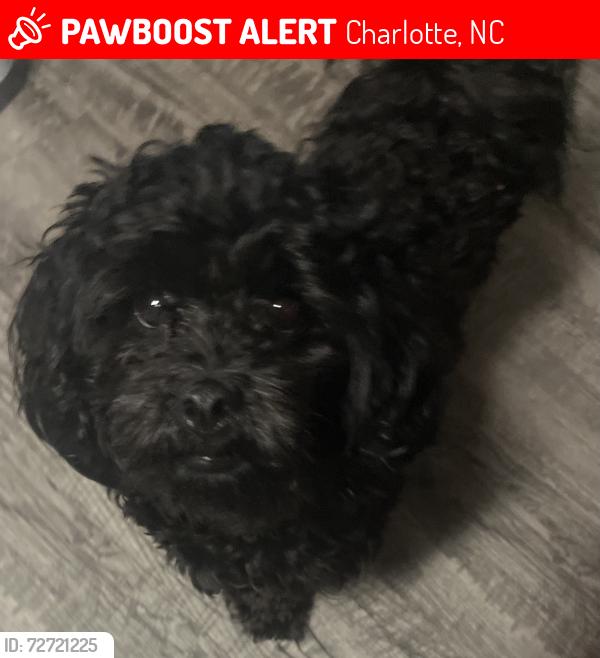 Lost Male Dog last seen shady Creek Road, Charlotte, NC 28216