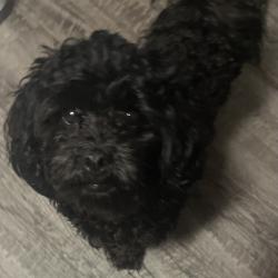 Lost Male Dog last seen shady Creek Road, Charlotte, NC 28216