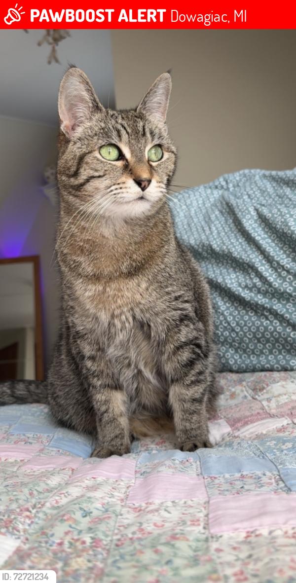 Lost Female Cat last seen Wilbur Hill rd. And Pokagon hwy. , Dowagiac, MI 49047
