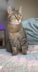 Lost Female Cat last seen Wilbur Hill rd. And Pokagon hwy. , Dowagiac, MI 49047