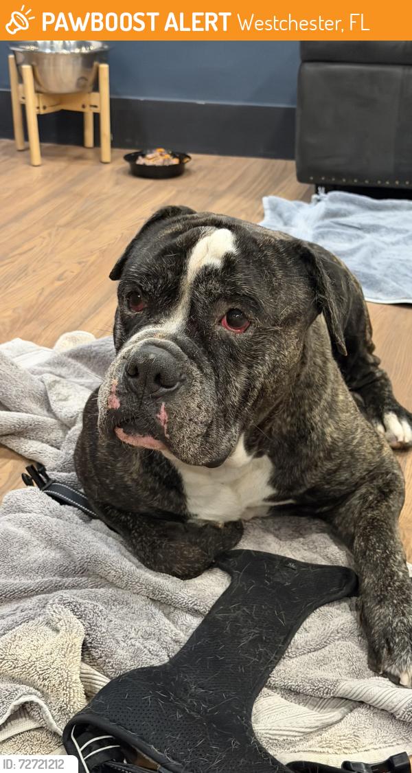 Found/Stray Male Dog last seen Near Coral Way & SW 102nd Ave, Miami, FL 33165 (Westchester , Westchester, FL 33165