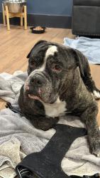 Found/Stray Male Dog last seen Near Coral Way & SW 102nd Ave, Miami, FL 33165 (Westchester , Westchester, FL 33165