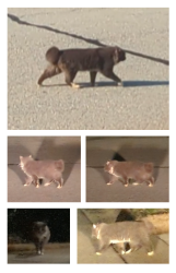Found/Stray Unknown Cat last seen Near the Walmart on Pelham Road, Greenville, SC 29607