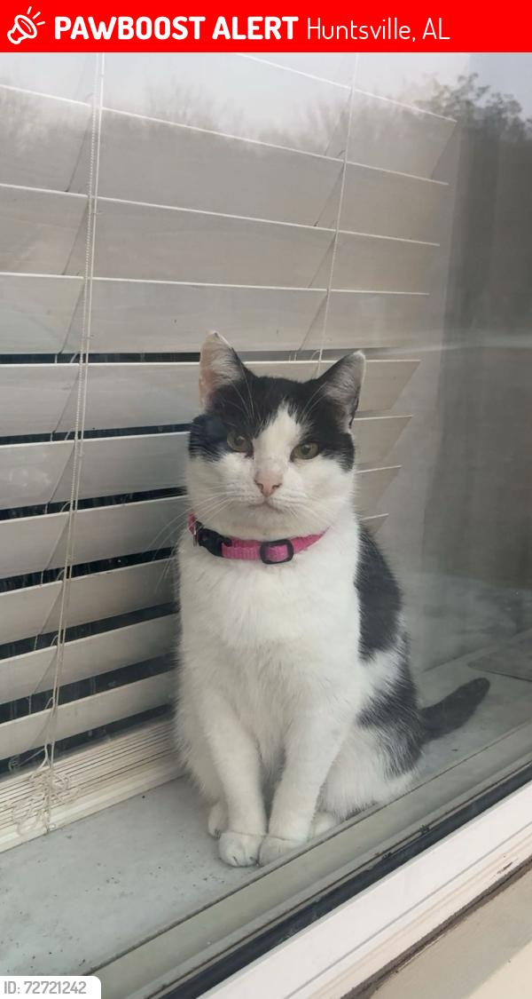 Lost Female Cat last seen Wyandotte dr, Huntsville, AL 35803
