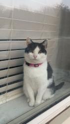 Lost Female Cat last seen Wyandotte dr, Huntsville, AL 35803