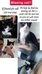 Lost Female Cat last seen 15th Street , Stuart, FL 34996