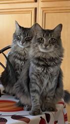 Lost Female Cat last seen Mojave Dr and Hook Blvd, Victorville, CA 92394